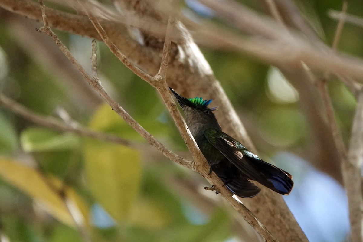 Antillean Crested Hummingbird - ML616567150
