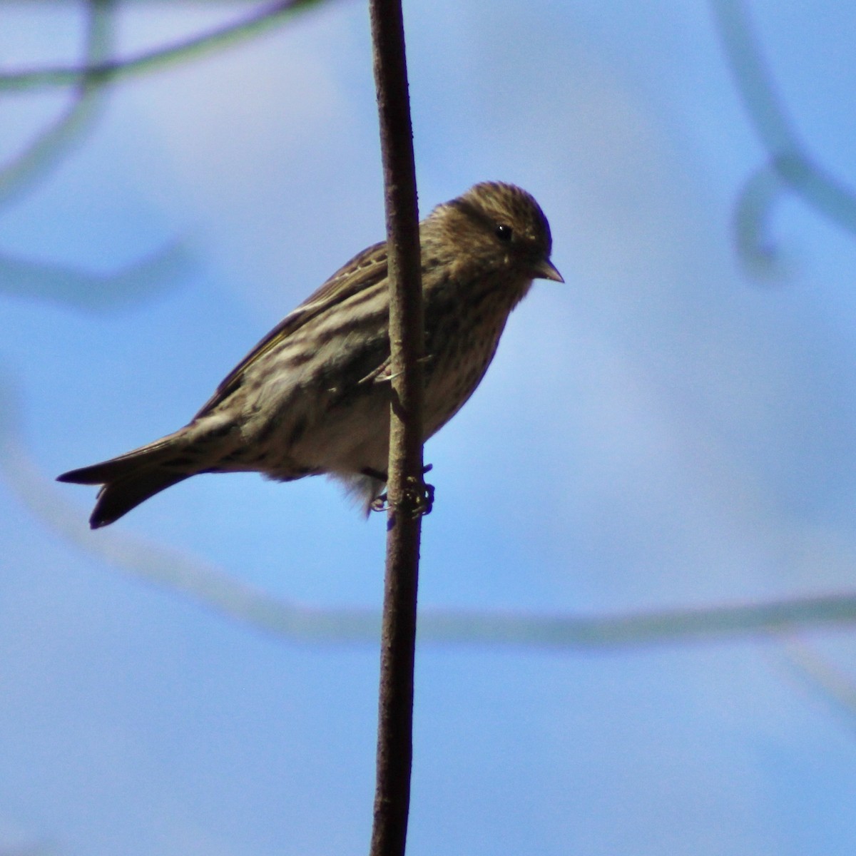 Pine Siskin - ML616567152