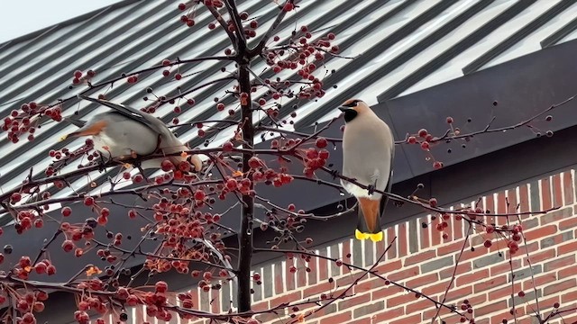 Bohemian Waxwing - ML616567176