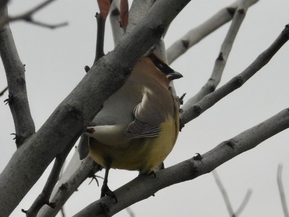 Cedar Waxwing - ML616567201