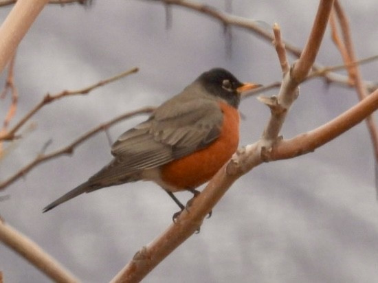 American Robin - ML616567204