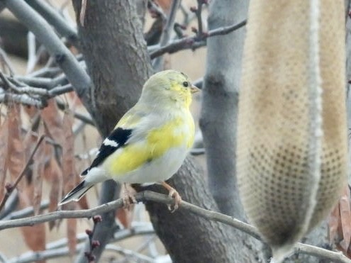 American Goldfinch - ML616567216