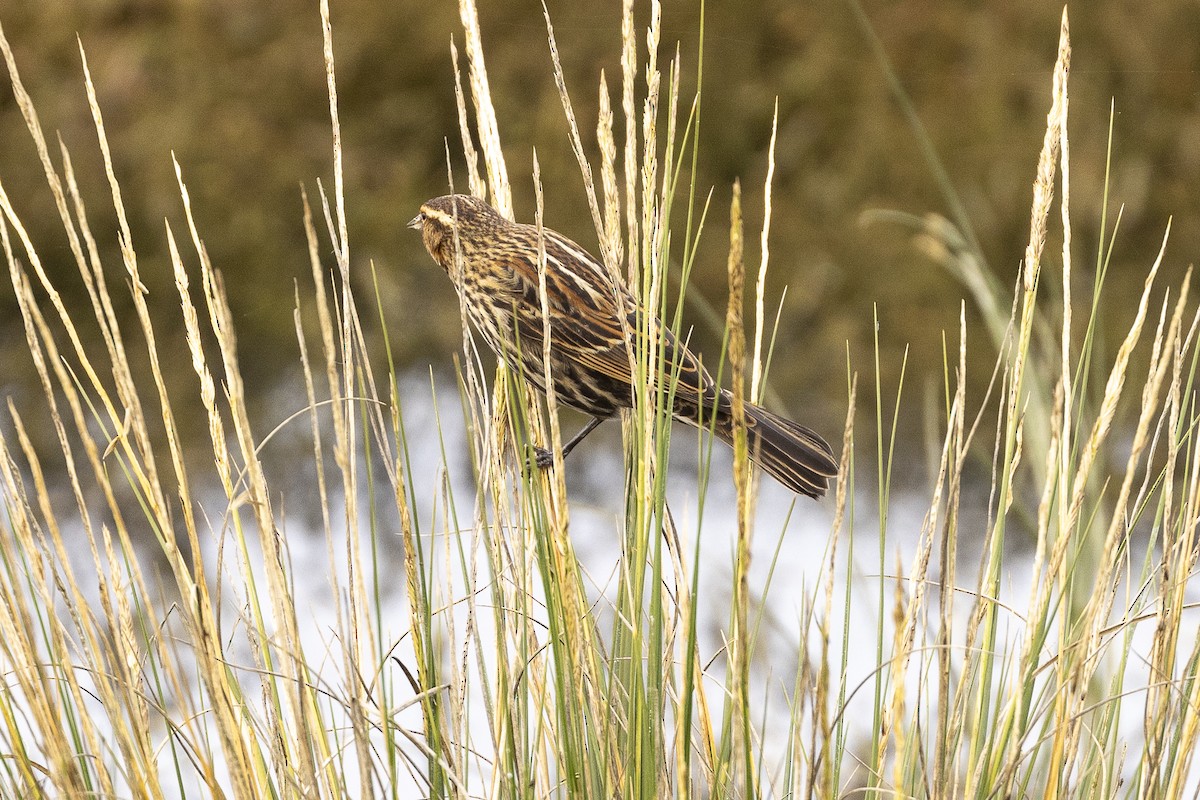 Red-winged Blackbird - ML616567242