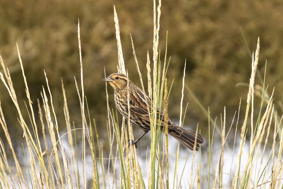 Red-winged Blackbird - ML616567244