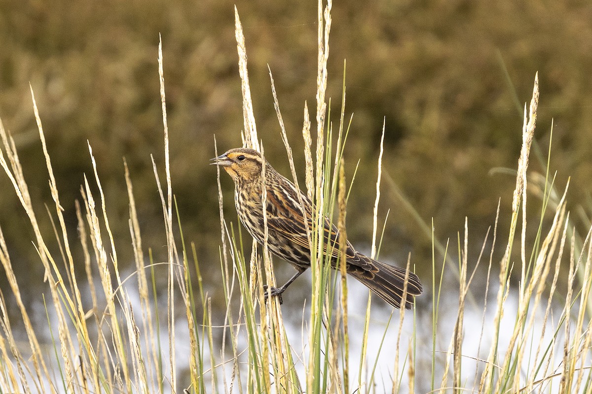 Red-winged Blackbird - ML616567245