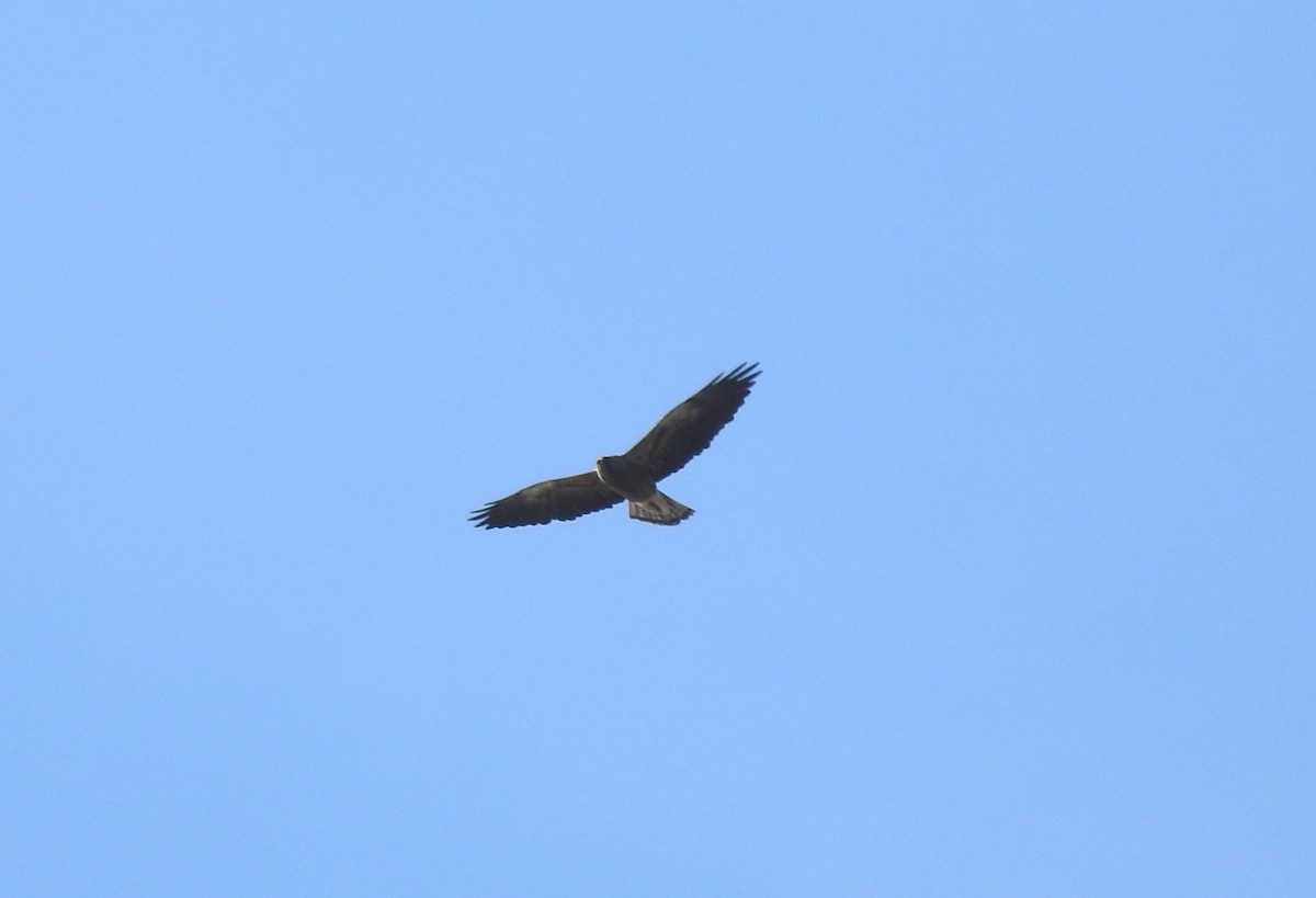 Swainson's Hawk - Chris Dean