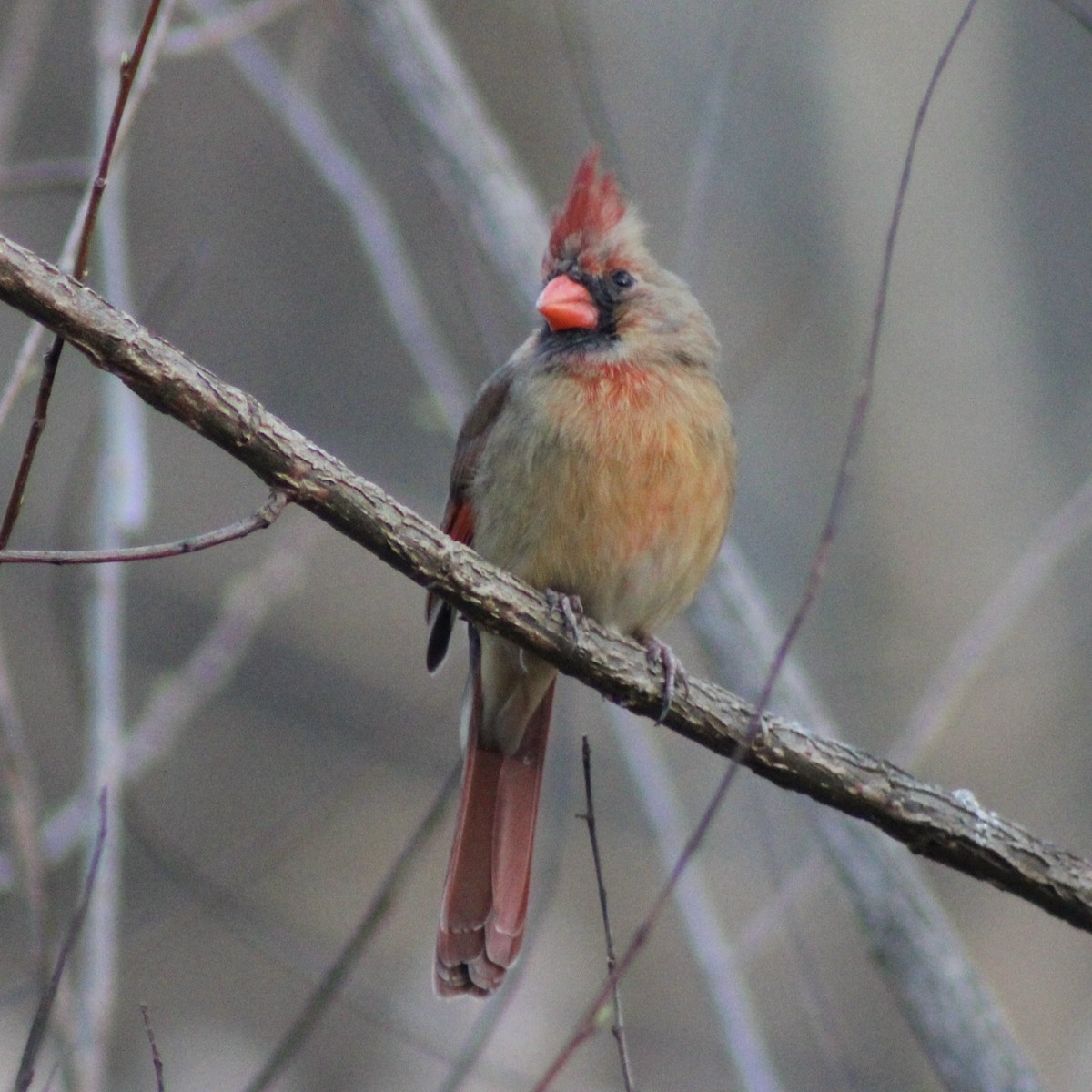 Northern Cardinal - ML616567320