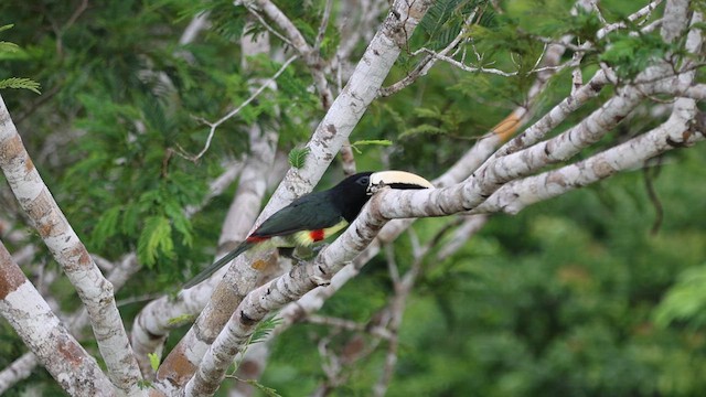 Black-necked Aracari - ML616567354