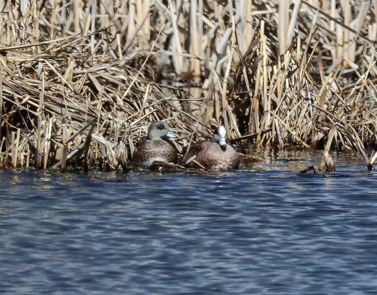 American Wigeon - ML616567364