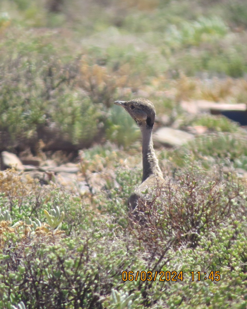 Karoo Bustard - Gary Bletsch