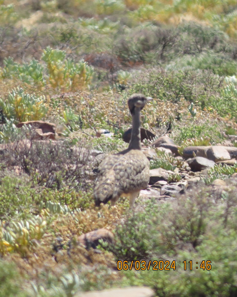 Sisón del Karoo - ML616567369