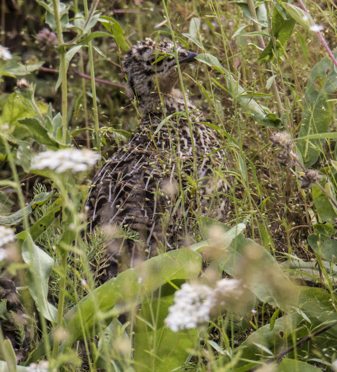 ススイロライチョウ - ML616567378