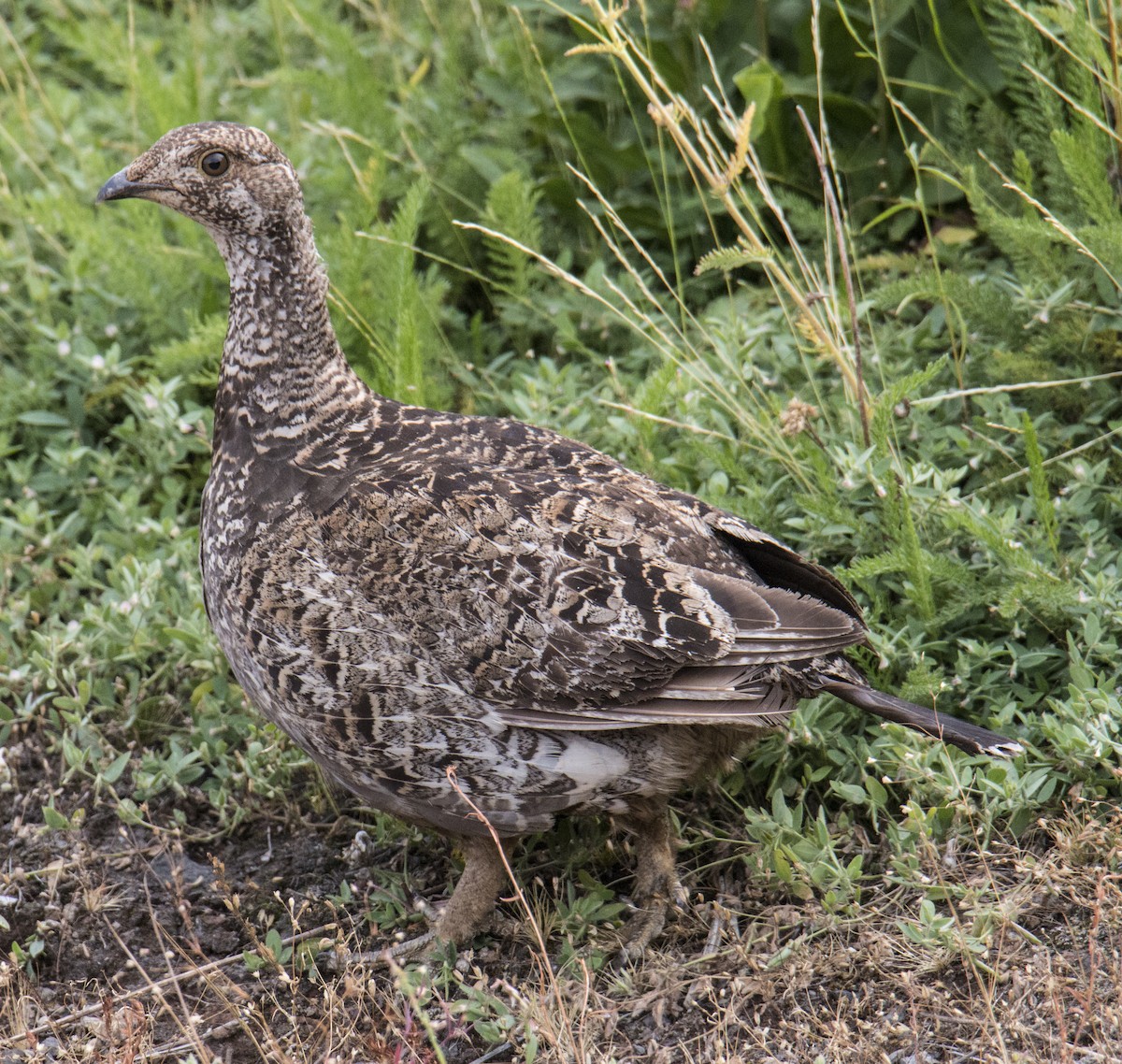 Sooty Grouse - Robert Oberfelder