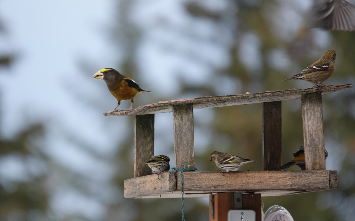 Evening Grosbeak - Sabine Simmons