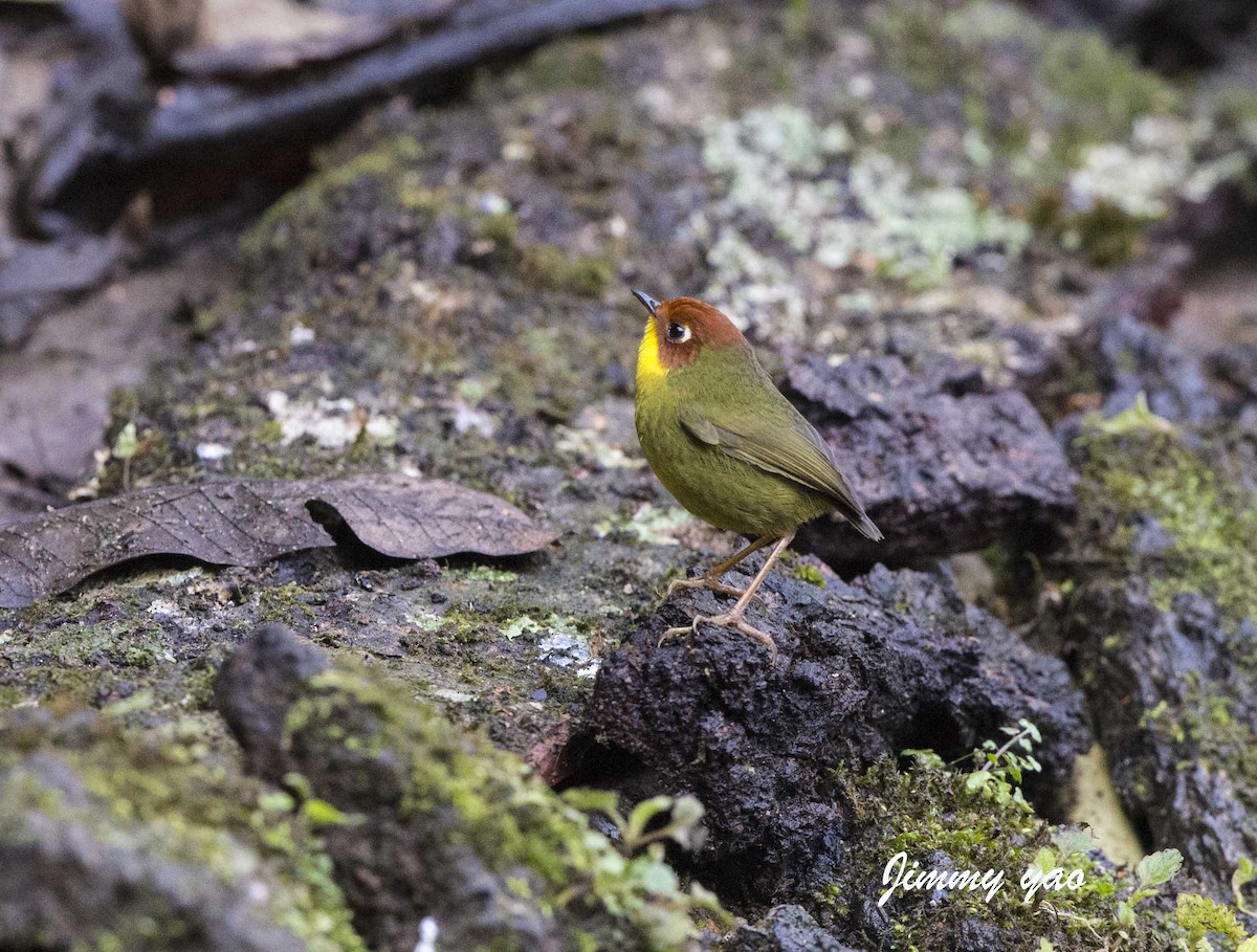 Chestnut-headed Tesia - ML61656741