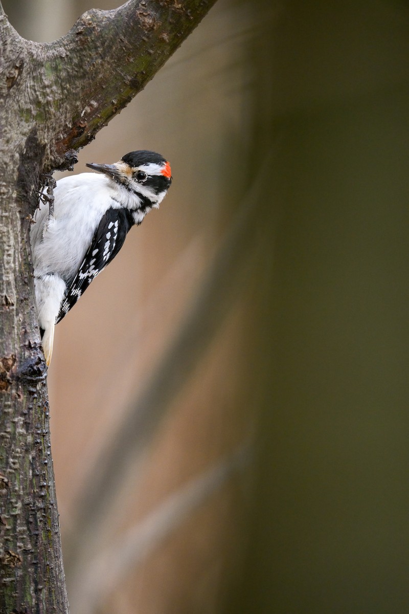 Hairy Woodpecker - ML616567419