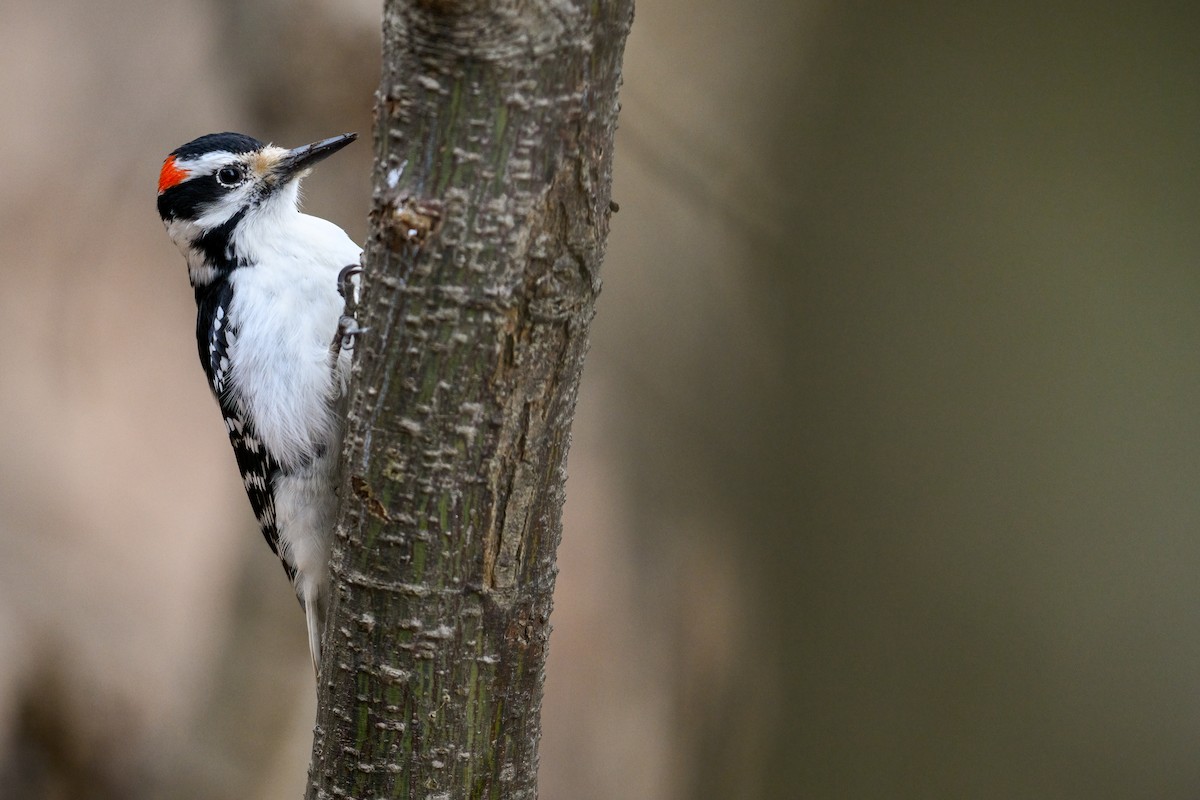 Hairy Woodpecker - ML616567420