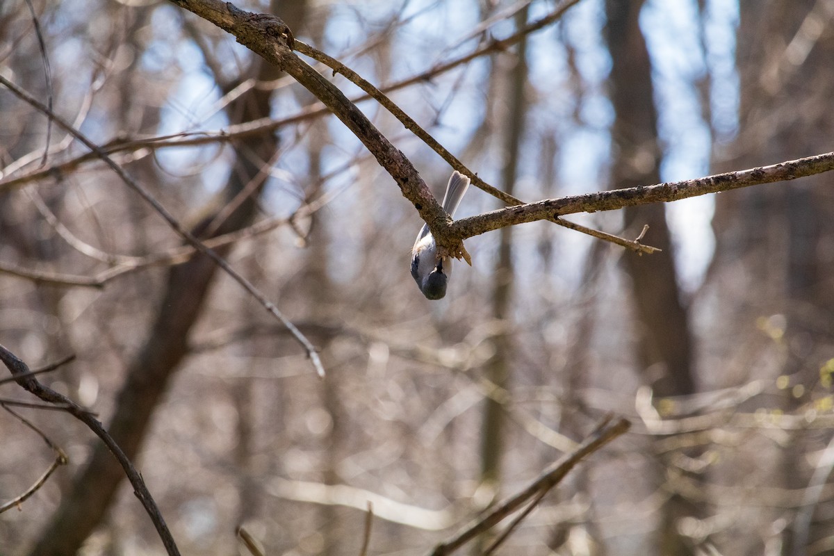 Tufted Titmouse - ML616567438