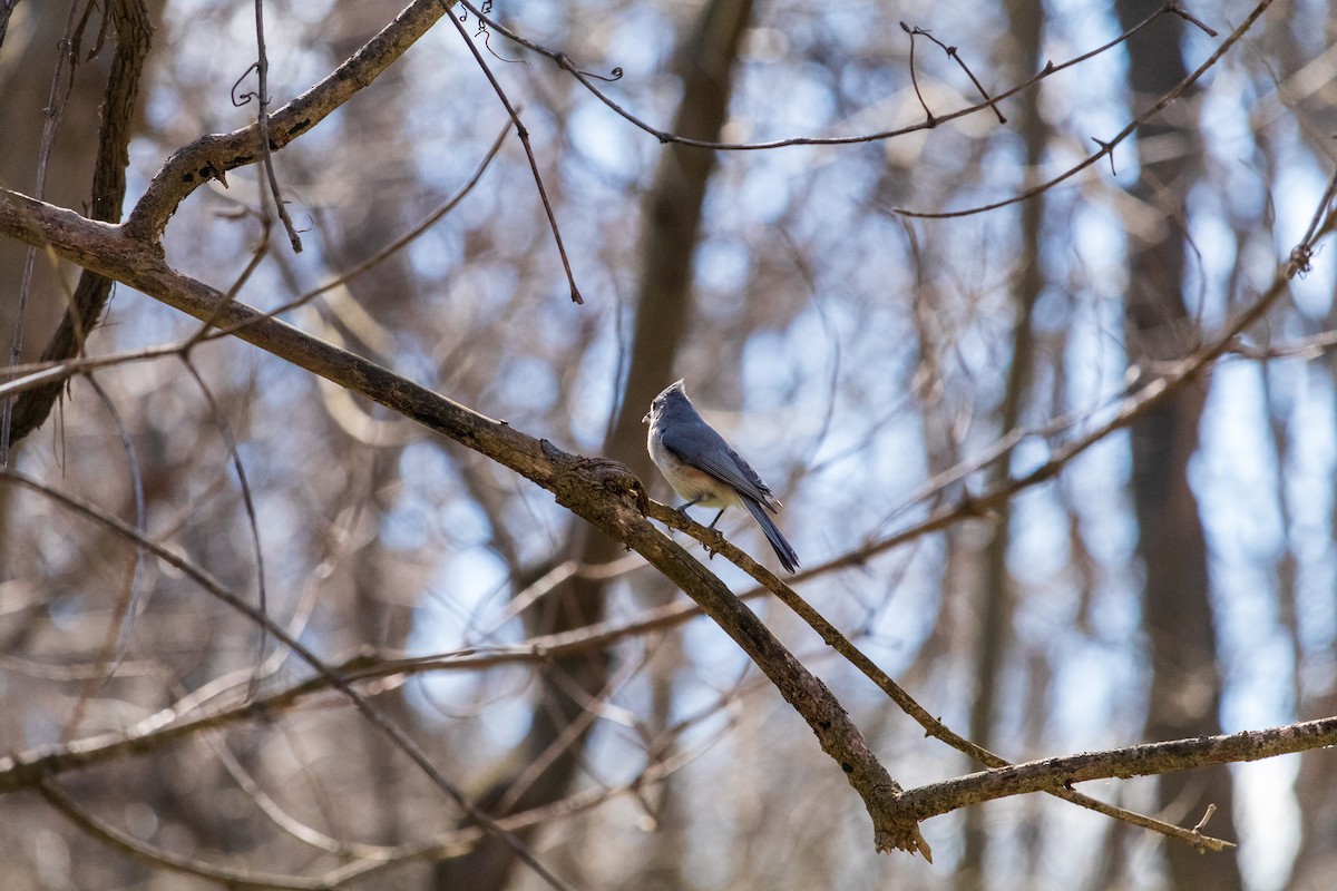 Tufted Titmouse - ML616567439