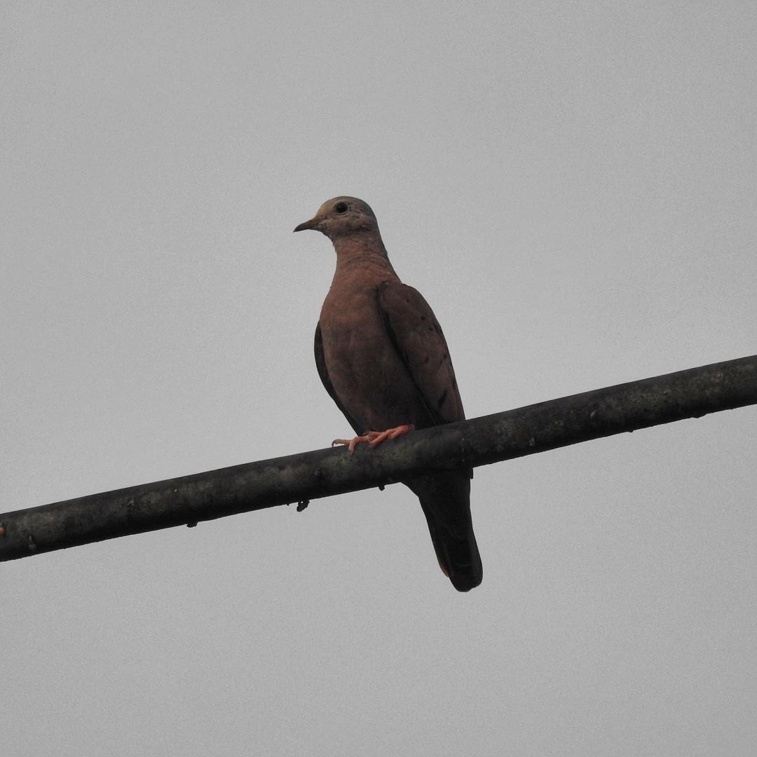 Ruddy Ground Dove - ML616567461