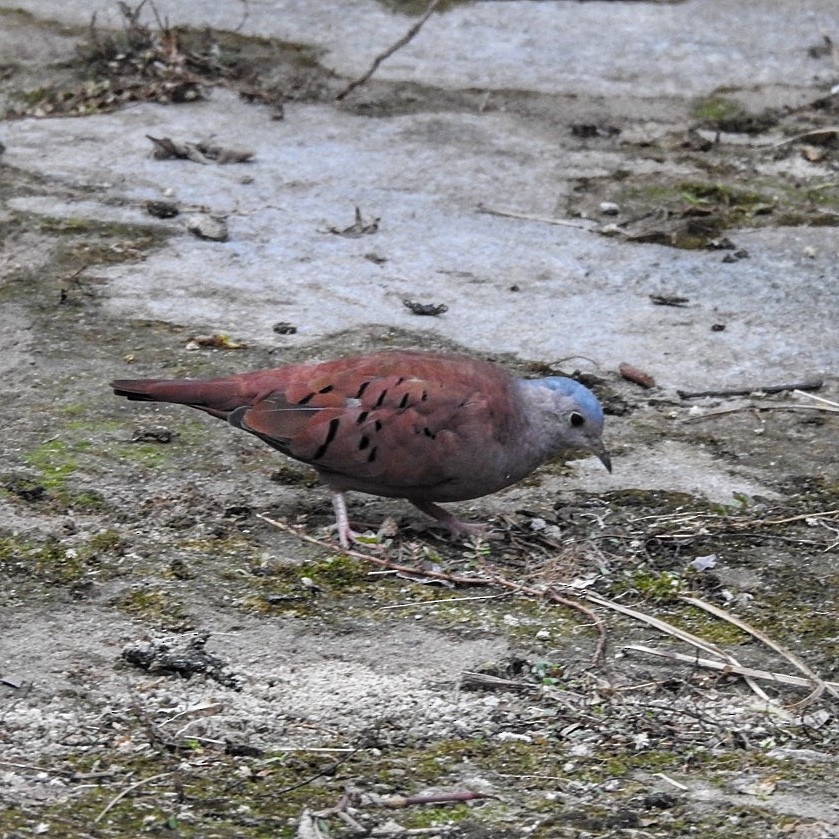 Ruddy Ground Dove - ML616567481