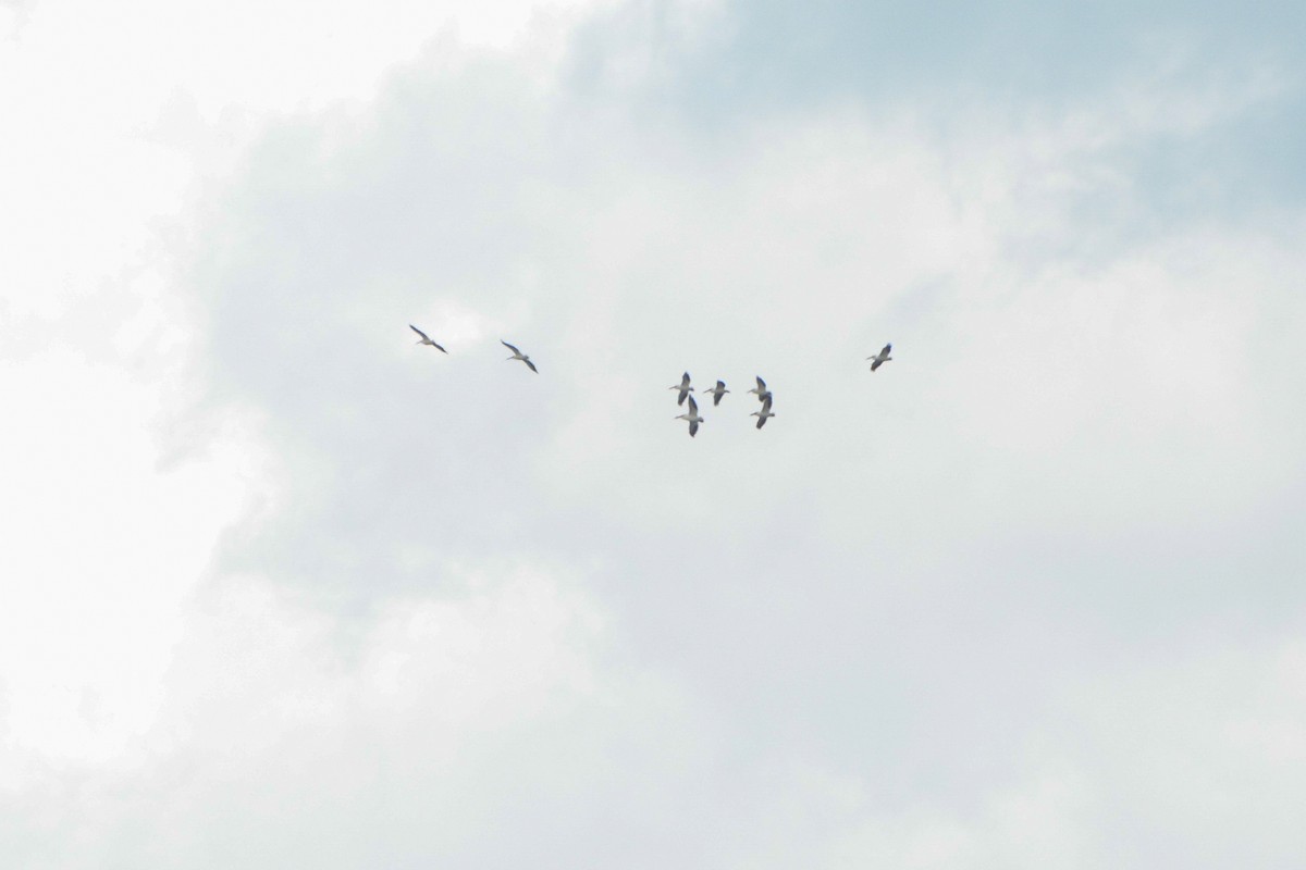 American White Pelican - ML616567510