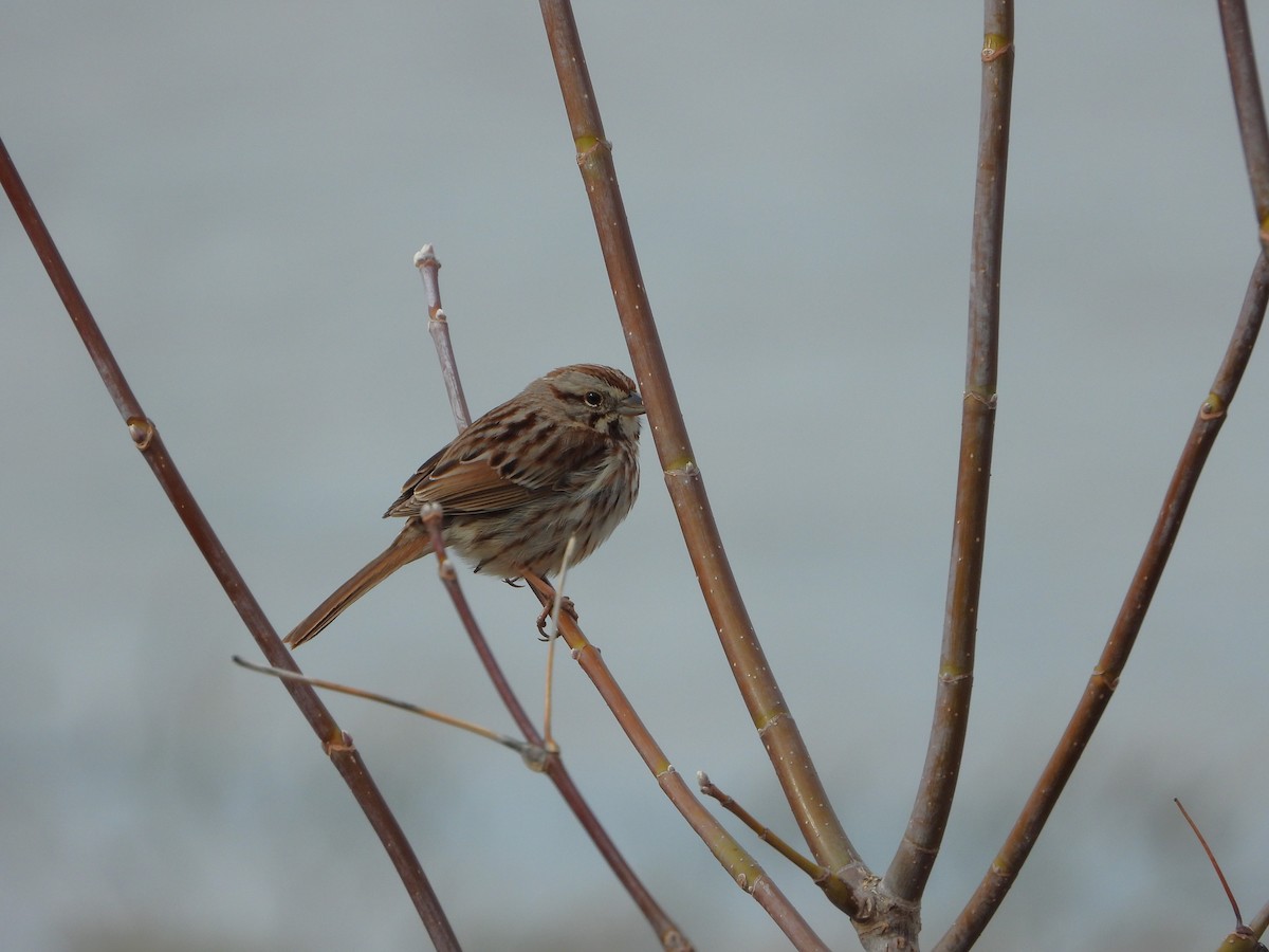 Song Sparrow - ML616567522