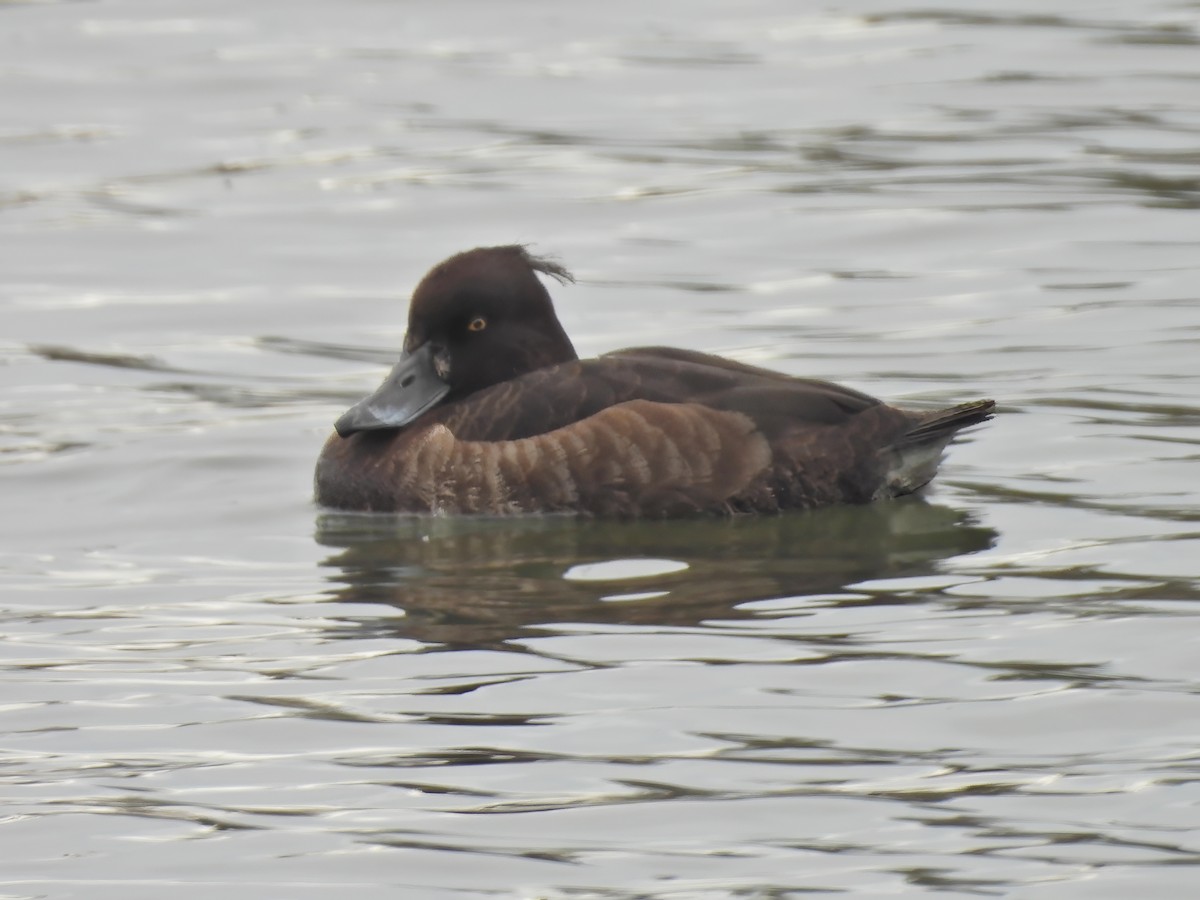 Tufted Duck - ML616567548