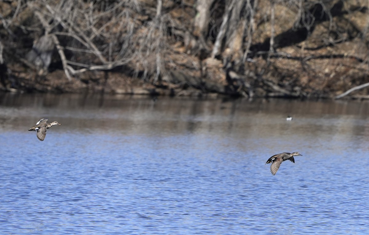 Gadwall - Steve Hebert