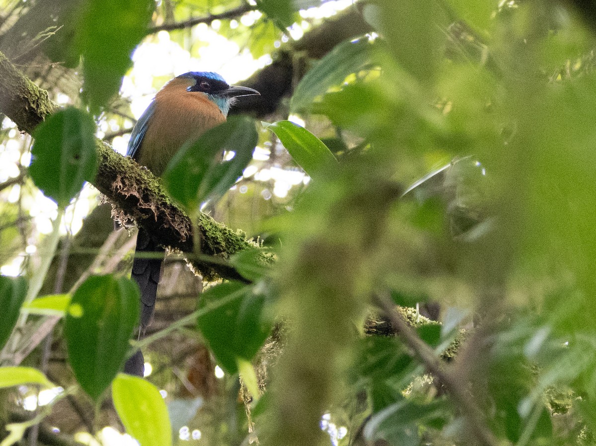 Lesson's Motmot - Scott Stafford