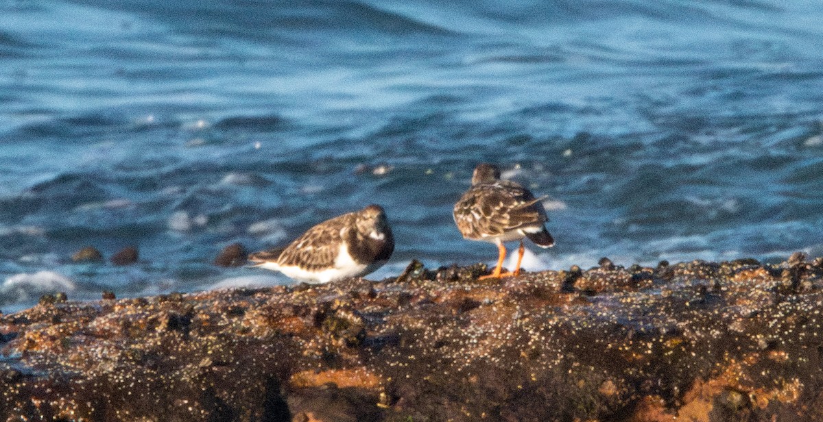 Ruddy Turnstone - ML616567557