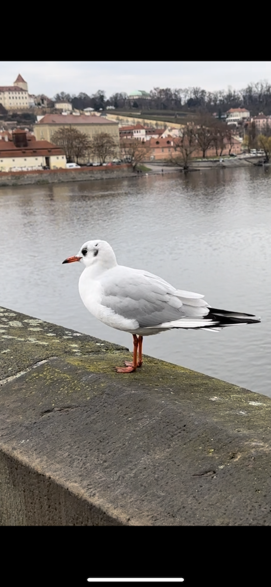 Mouette rieuse - ML616567591