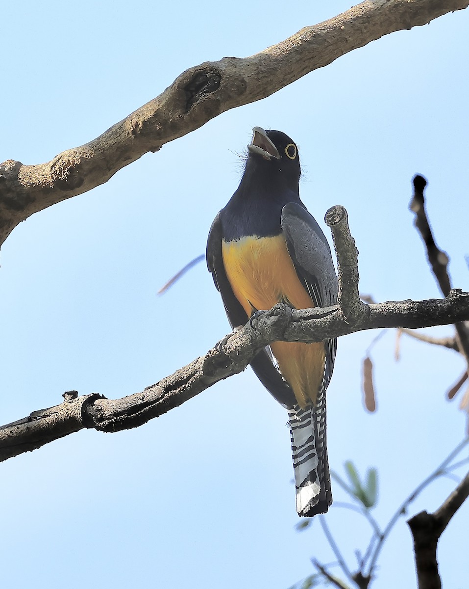 Gartered Trogon - Albert Linkowski