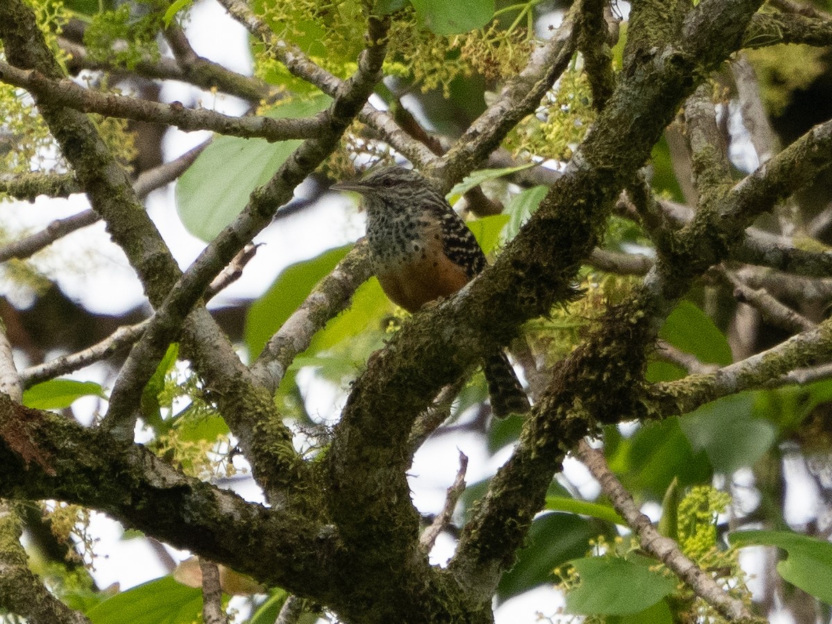 Band-backed Wren - Scott Stafford