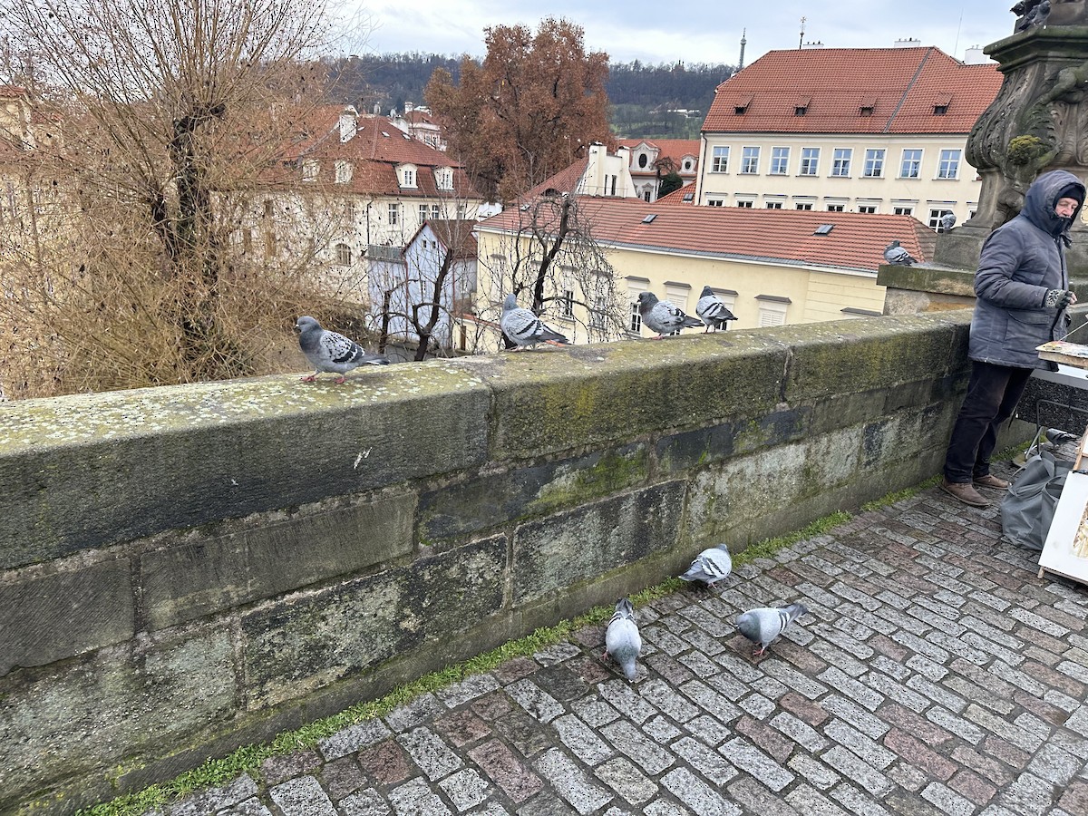 Rock Pigeon (Feral Pigeon) - ML616567629