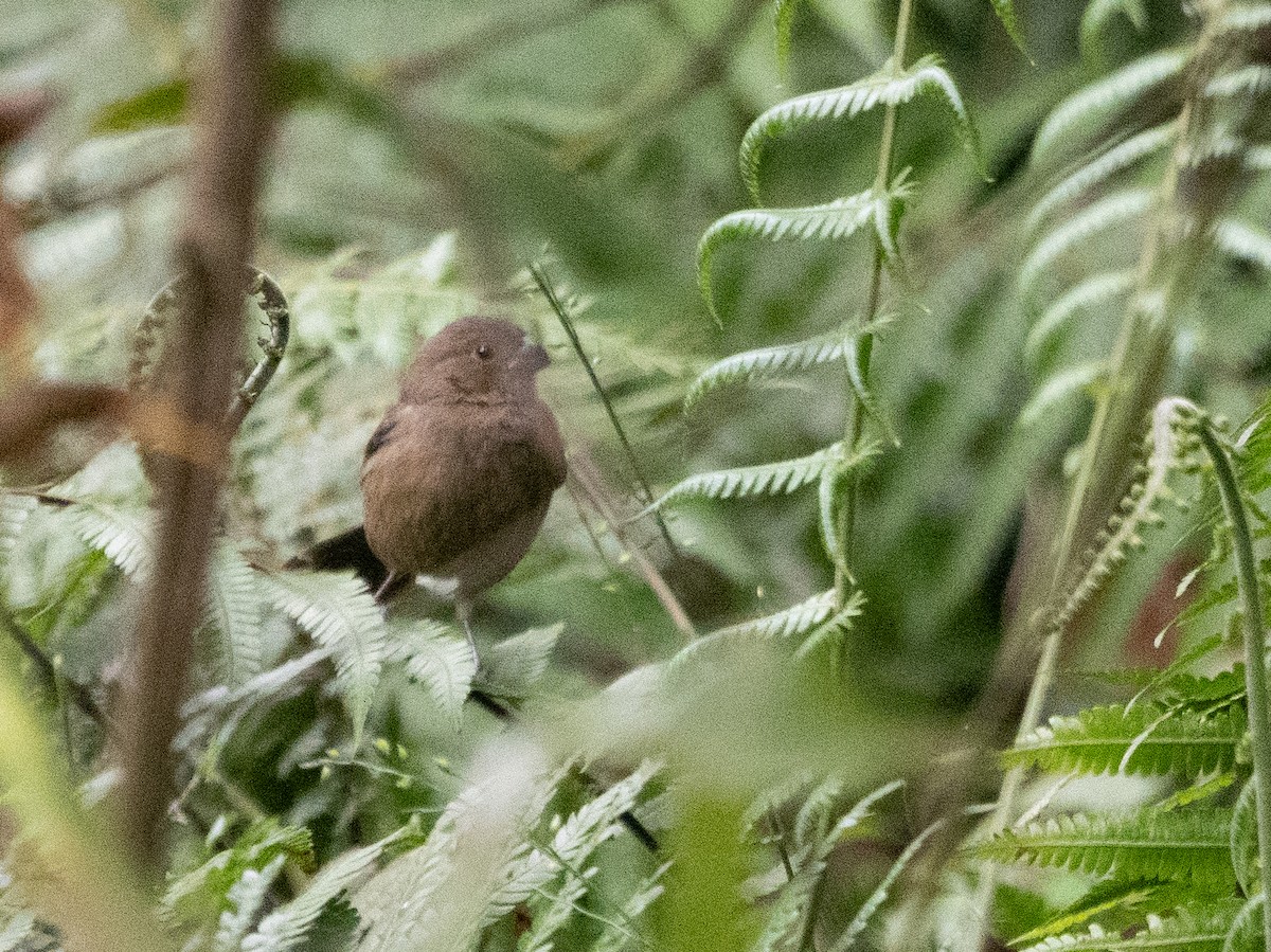 Variable Seedeater - Scott Stafford