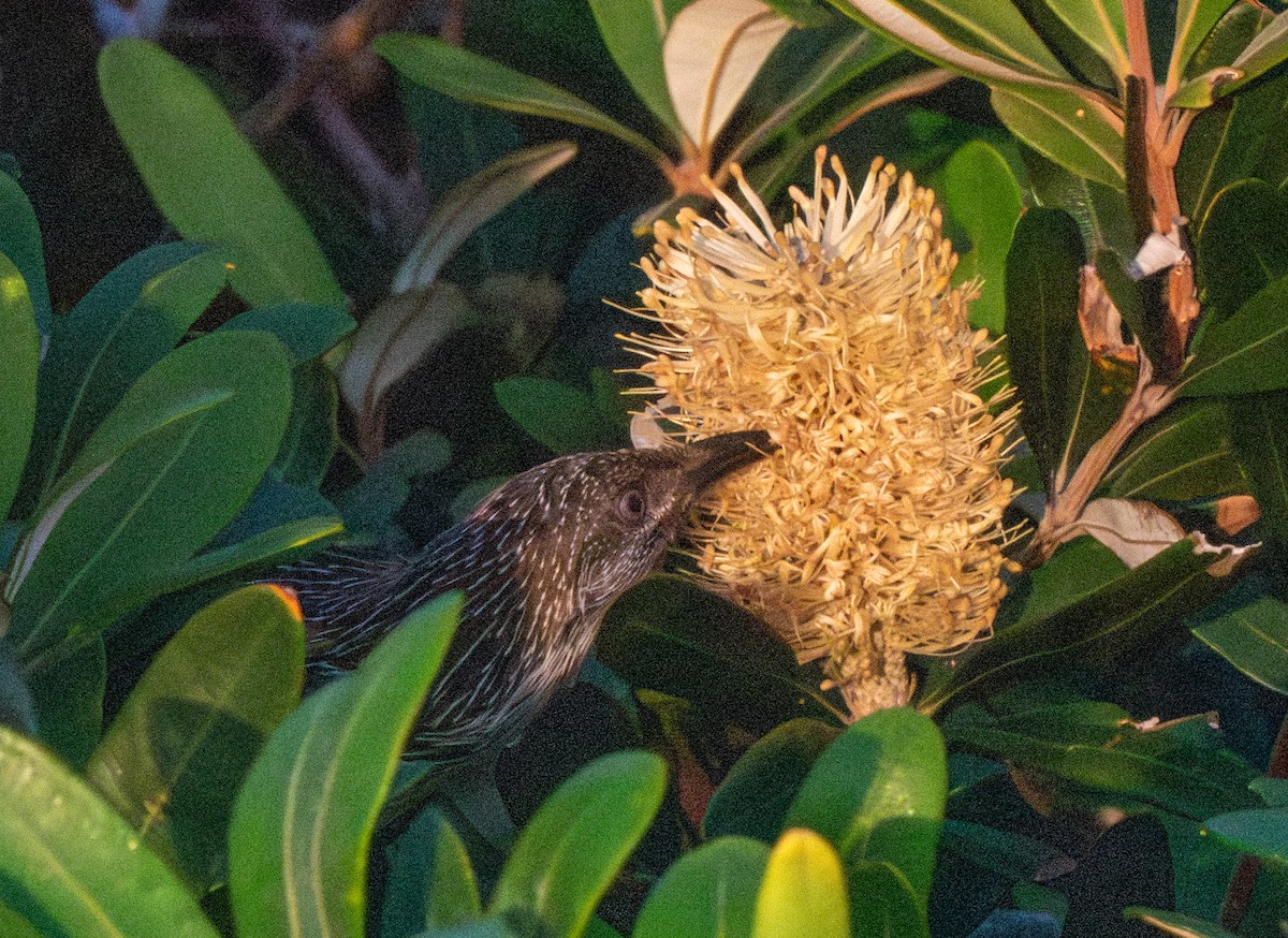 Little Wattlebird - Spat Cannon