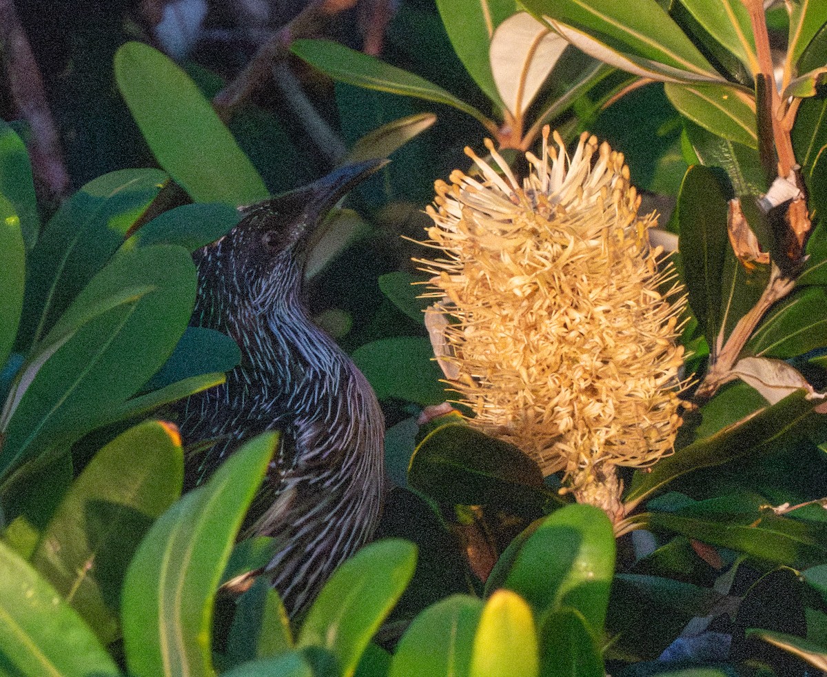 Little Wattlebird - Spat Cannon