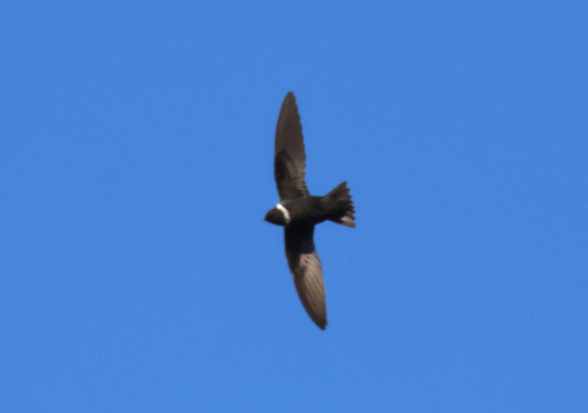 White-collared Swift - Mark  Brown