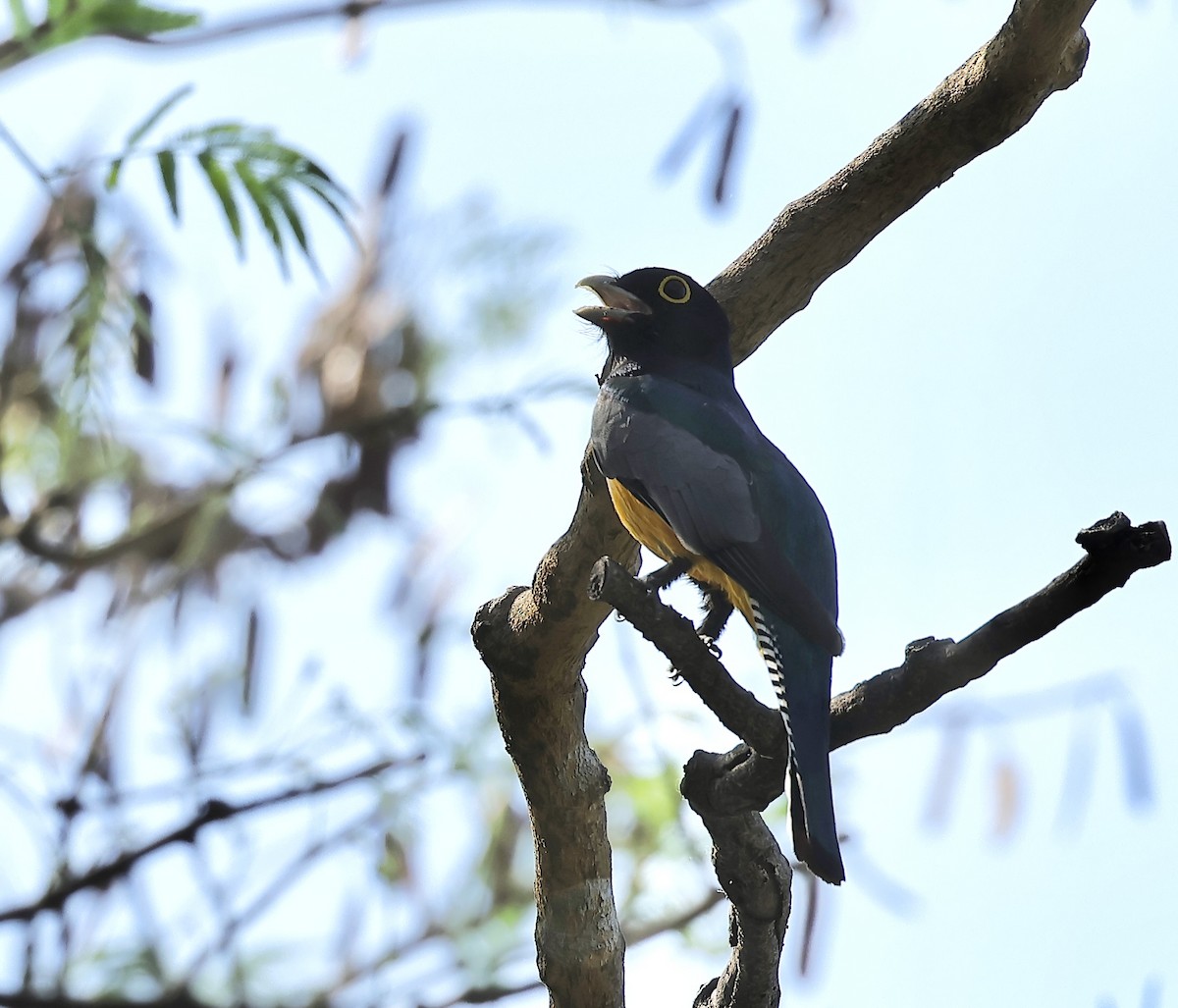 Gartered Trogon - Albert Linkowski