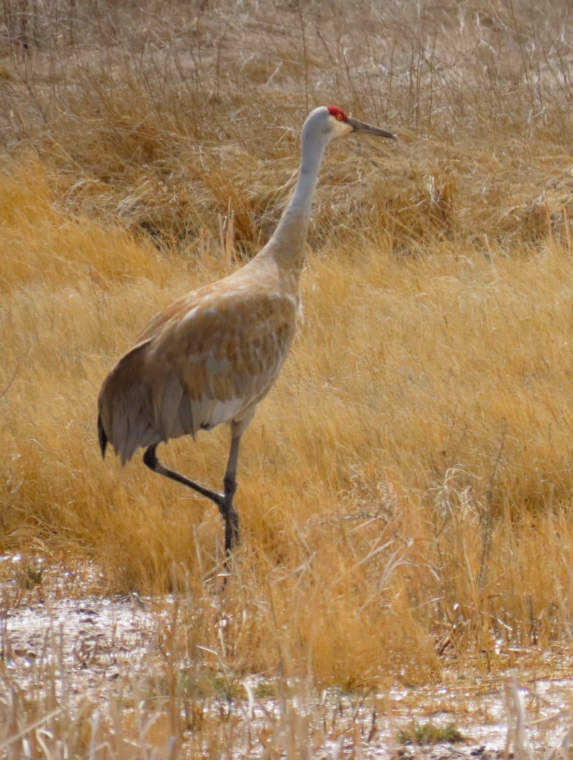 עגור קנדי - ML616567647