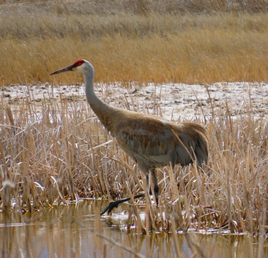 Grue du Canada - ML616567650