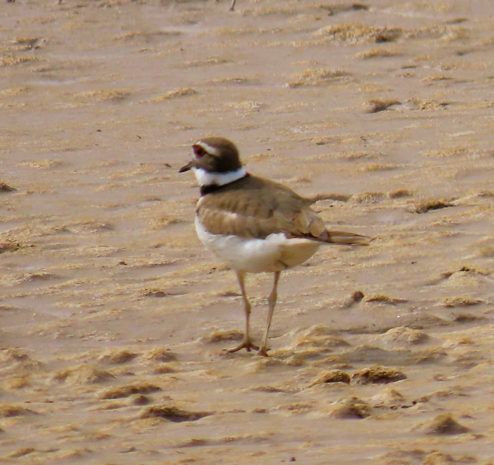 Killdeer - ML616567673