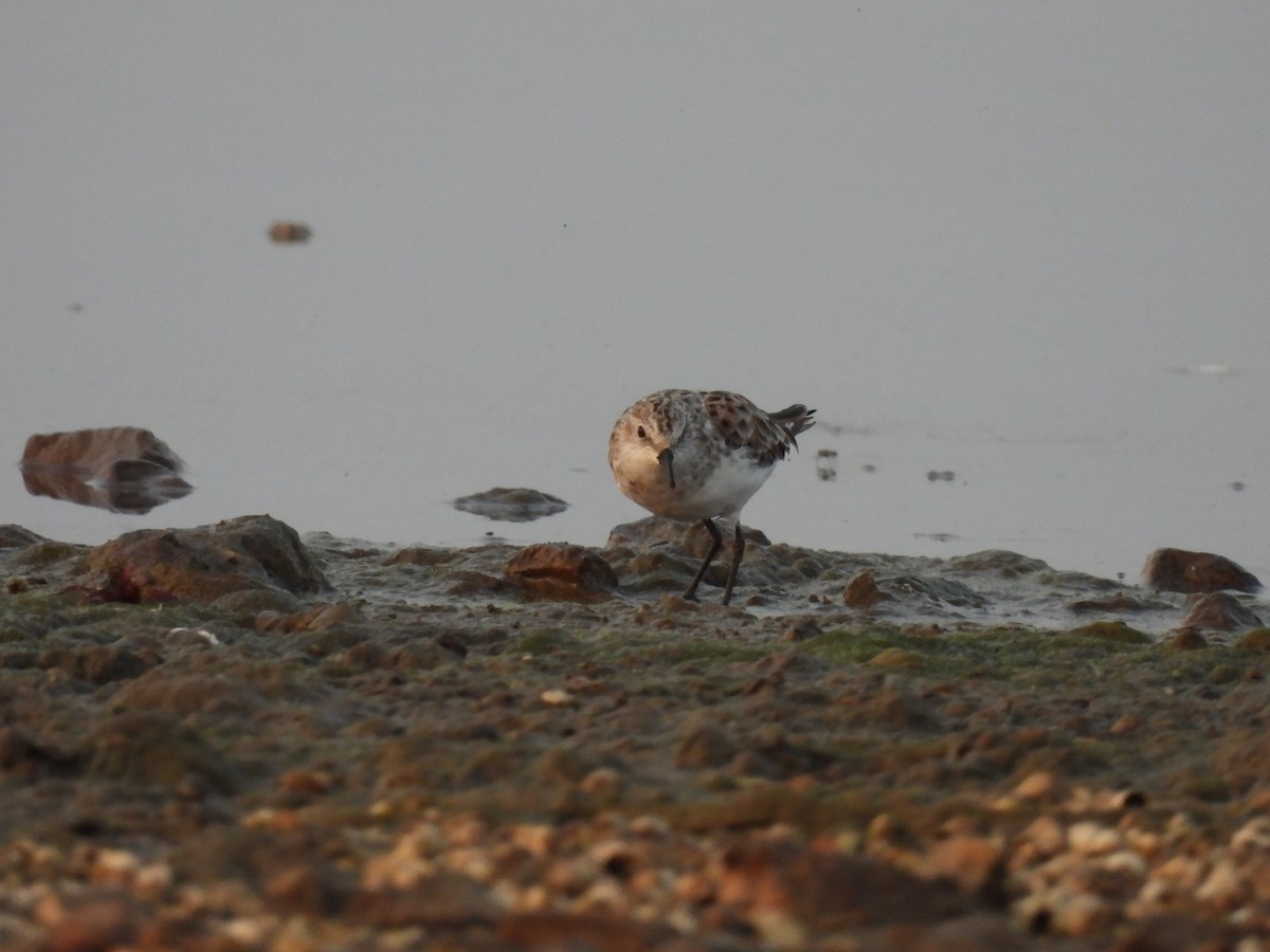 Little Stint - Ramesh Desai