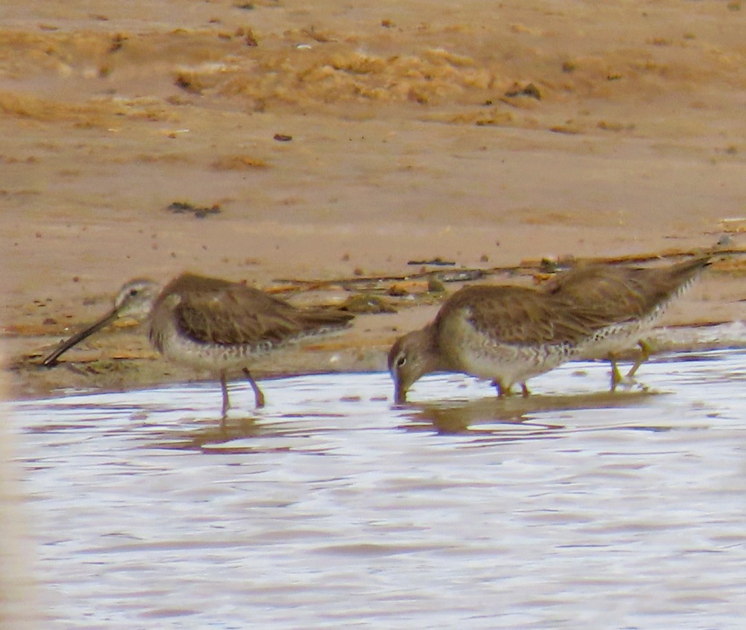 Long-billed Dowitcher - ML616567705