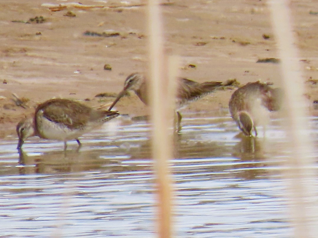 Long-billed Dowitcher - ML616567706