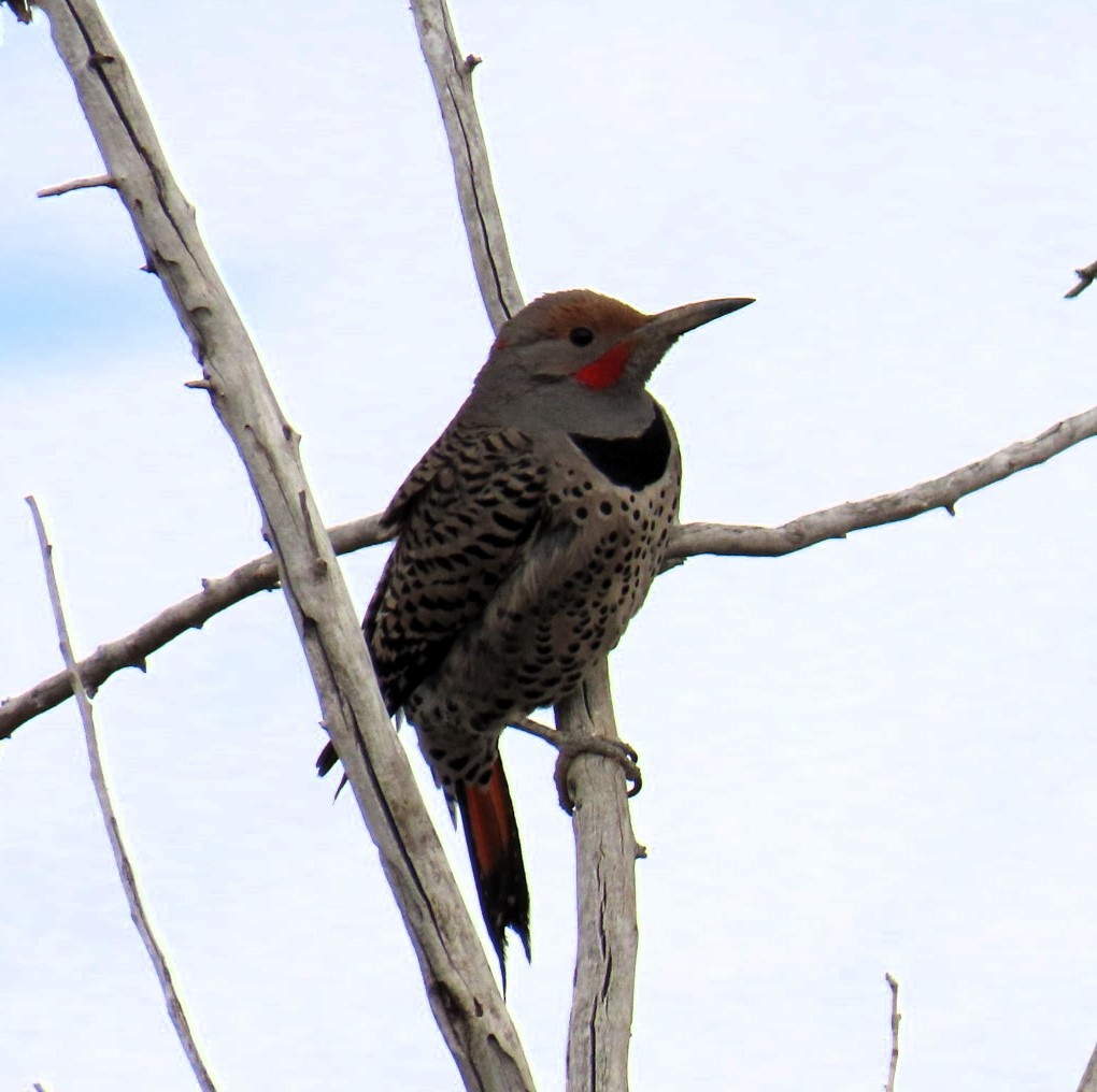 Northern Flicker - ML616567715