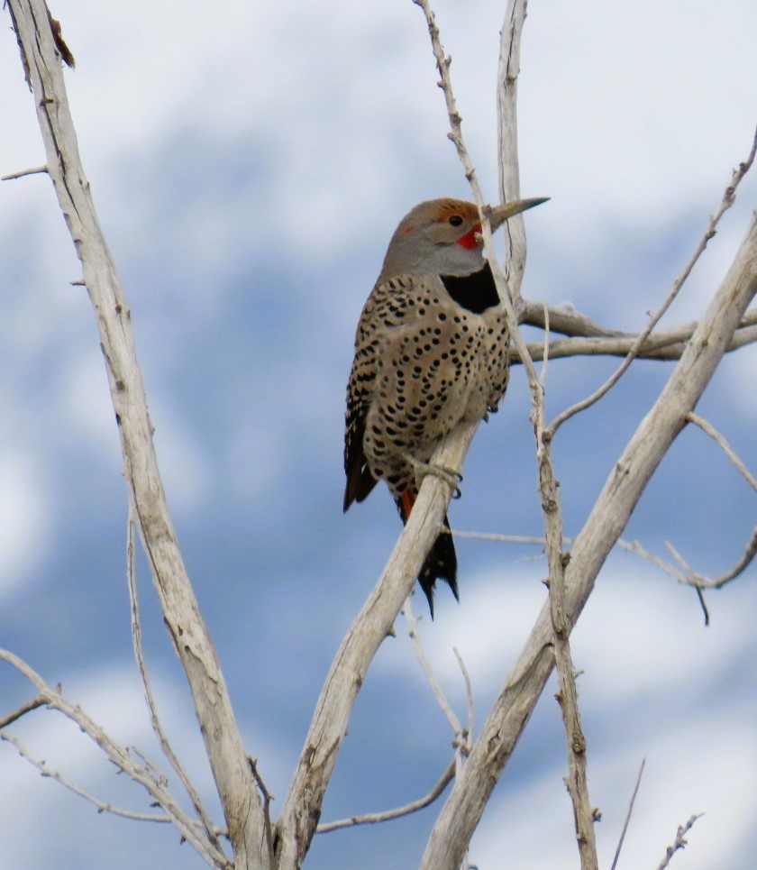 Northern Flicker - ML616567716