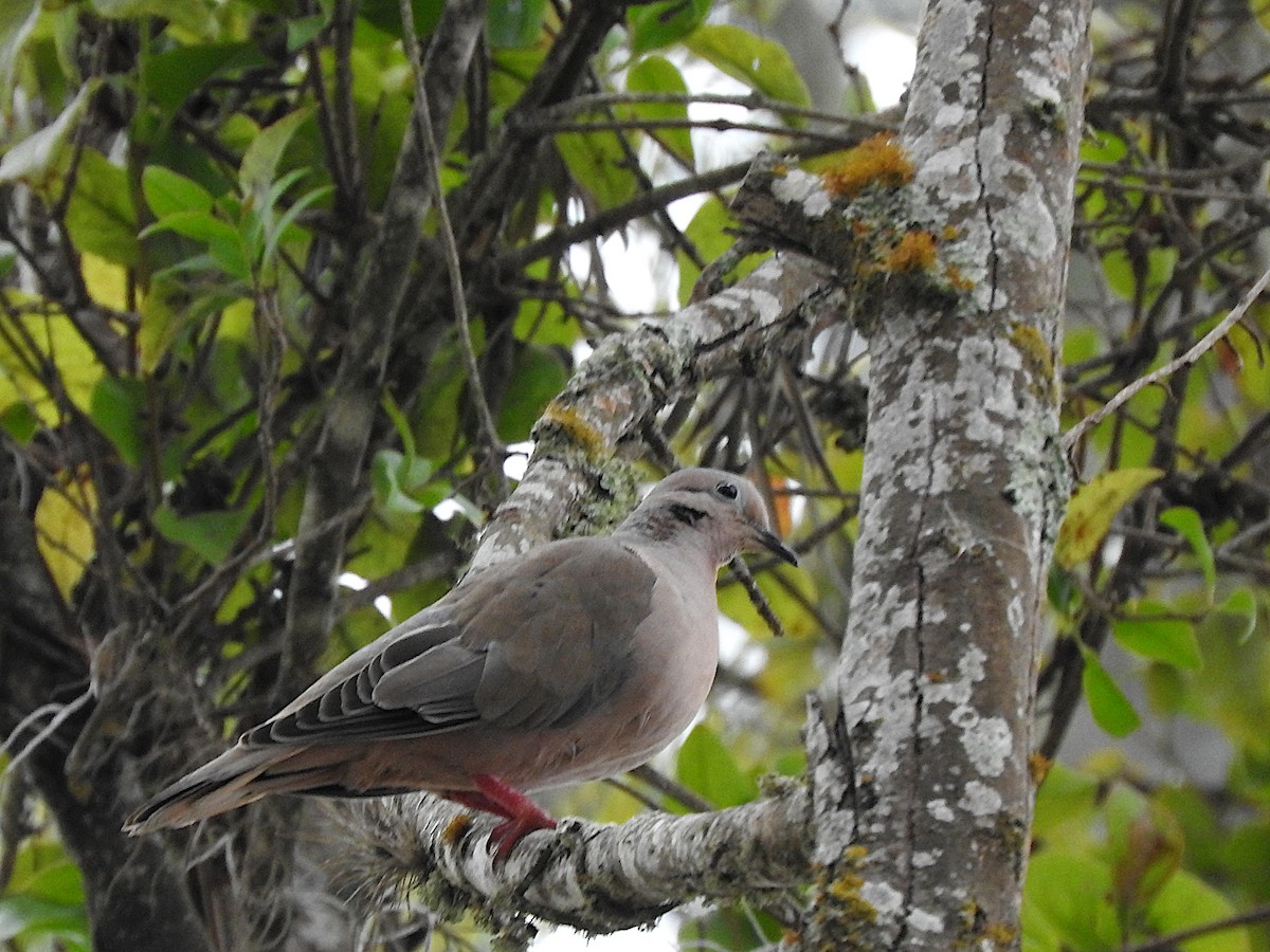 Eared Dove - Alfredo Rosas