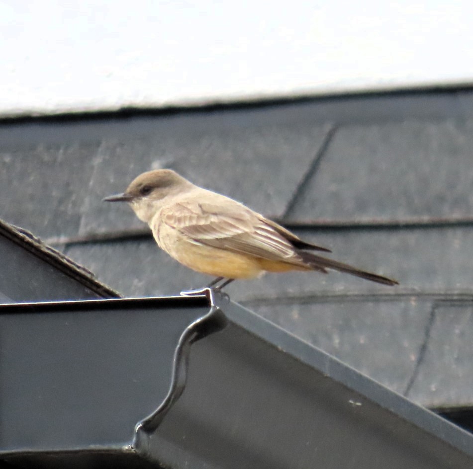 Say's Phoebe - ML616567745